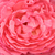 Rózsaszín - Teahibrid rózsa - Panthère Rose